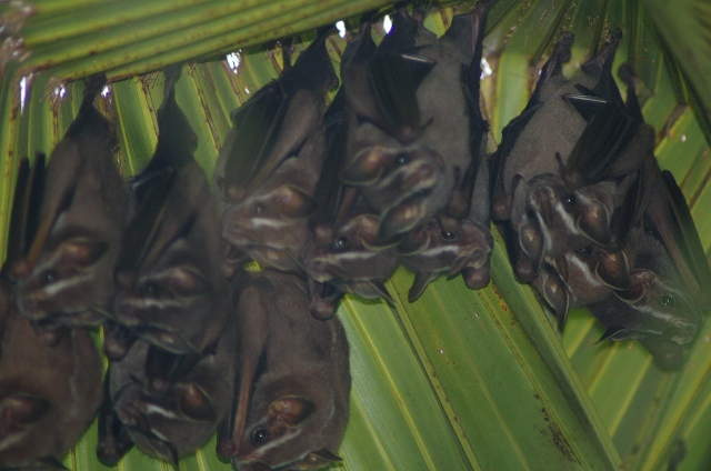 bats